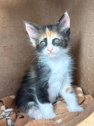 Adoção Responsável ! Gatinha - filhote 