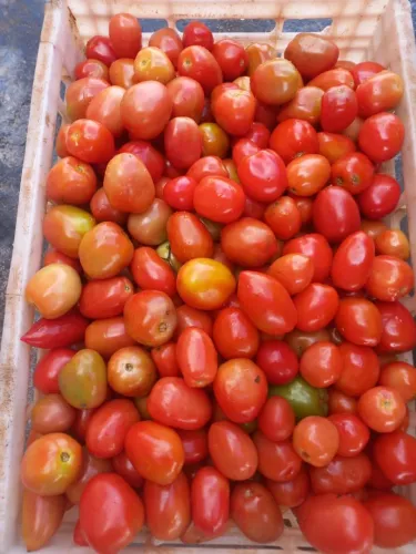 Frutas