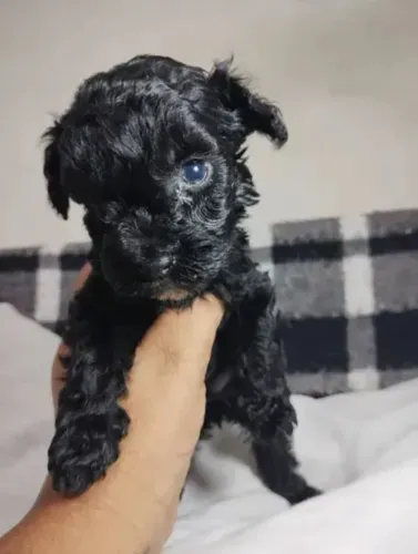 poodle x maltes