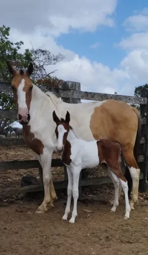 Égua MM Pampa com potro MM picado natural