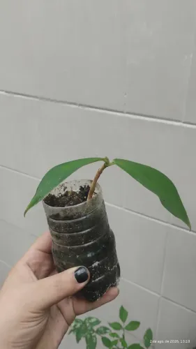 Muda de Costus spiralis - cana de macaco - cana do brejo