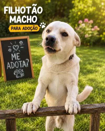 Doa-se macho filhotão