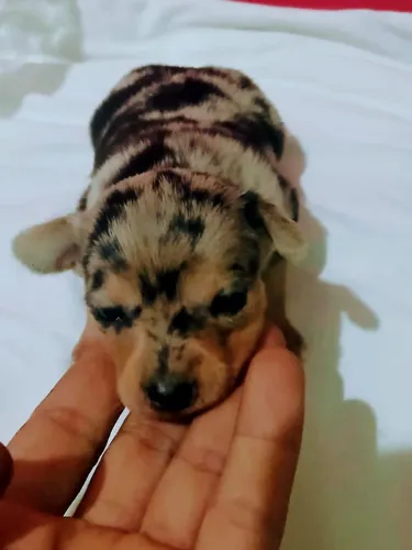 Vendo filhotes de pinscher Alerquin Merle exóticas raras fêmeas e macho