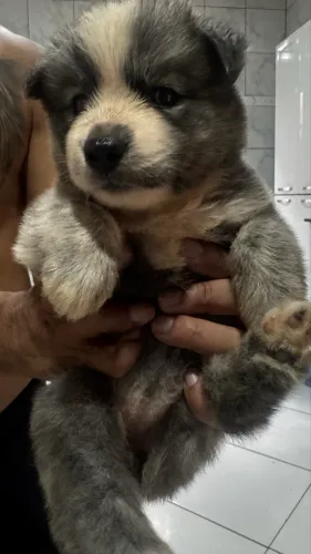 Husky siberiano