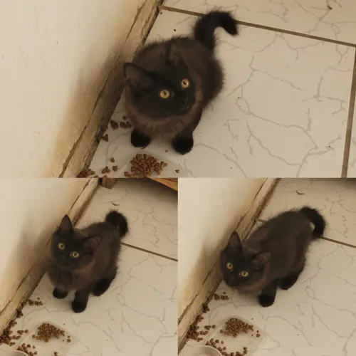 Gatinhos resgatados para doação!