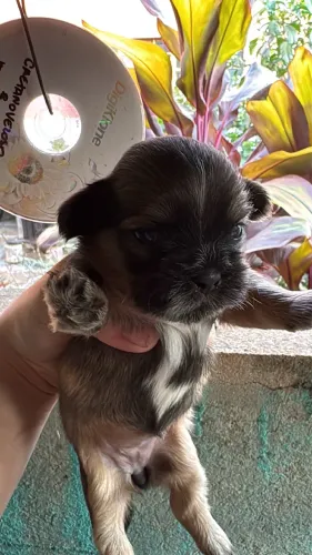 Cachorro Shih tzu puro