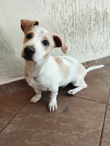 Doa se cachorro porte pequeno
