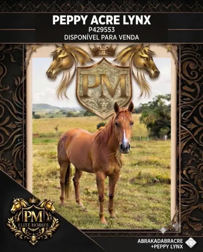 Cavalo Quarto de Milha PO