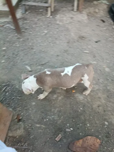 Cachorro 
