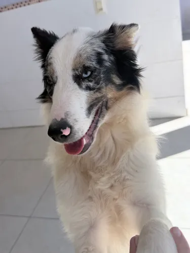 Border collie