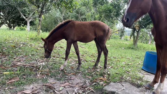 Potra - 6 meses - alazã Mestiça de QM e MM