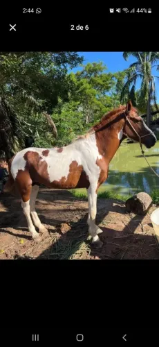cavalo manga larga