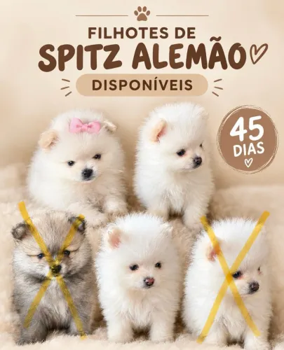 Filhote de Spitz alemão