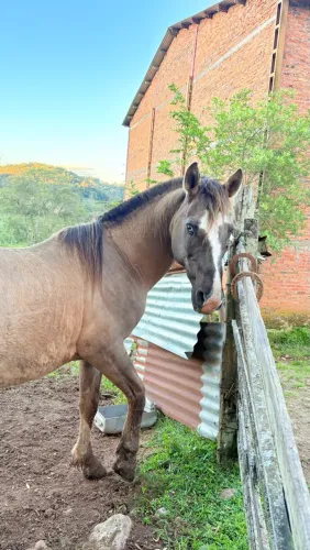 Cavalo 