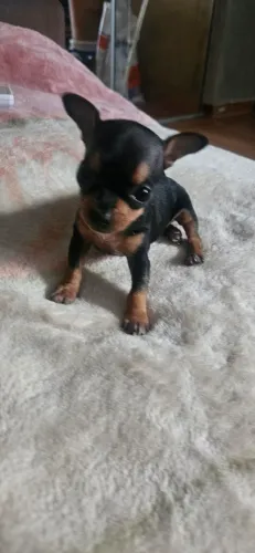 Pinscher fêmea 0