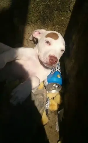 Filhote de Pitbull disponível chama somente interessado 350 o macho
