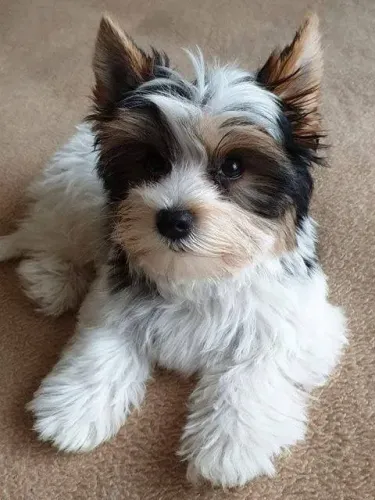 biewer lindo pronto para sua família