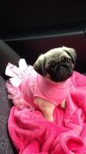 Fêmea Linda de Pug Pequena , Fofa e Carinhosa Filhote