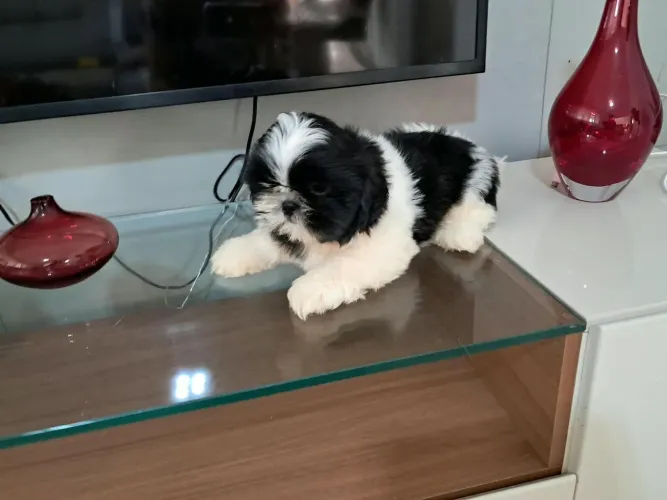 Shih-tzu Macho de qualidade e excelente linhage