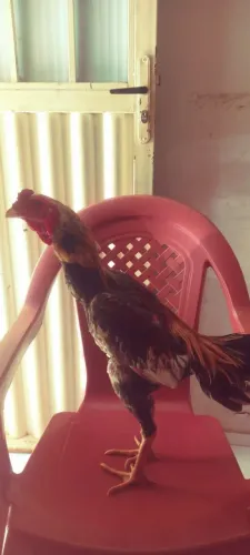 VENDO FRANGO MURA CAPA AMARELA DE 20 MESES