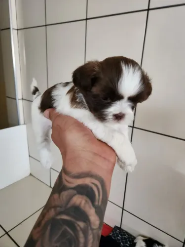 Vendo filhotes de shitzus , chamar no número pra mais informações
