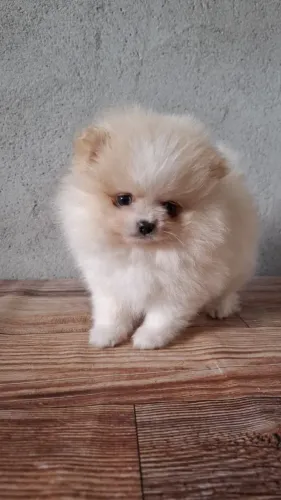 Cachorro Lulu companhia para suas noites juninas