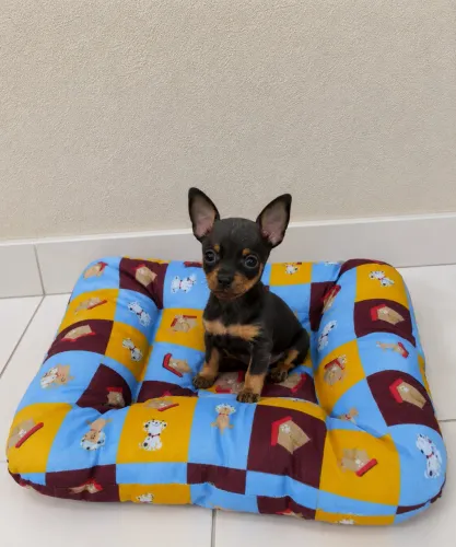Pinscher zerinho  machinhos 