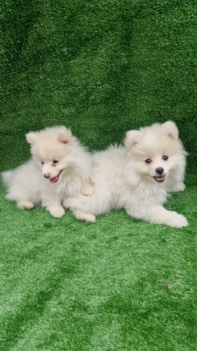 Filhotes de Spitz alemão macho