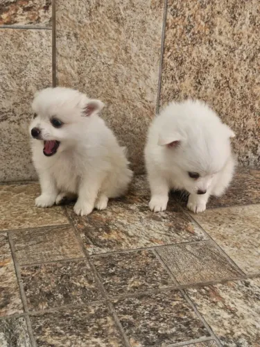 Perfeitos filhotes de Spitz Alemão ursinho maravilhosos!