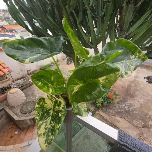 Alocasia variegata
