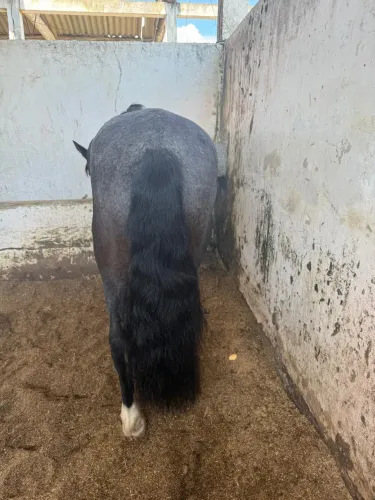 Cavalo mouro coisa de primeira bem domado