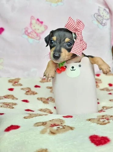 Filhotinhos Pinscher/Pincher Anão Lindos Macho e Fêmea com Garantias SP