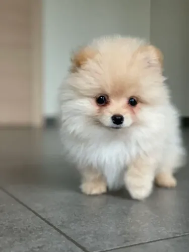 Spitz Alemão adorável 