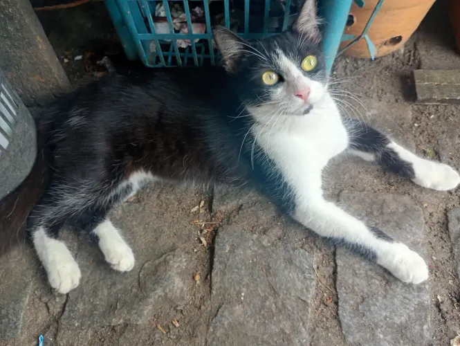 Gata 6 meses, esperando um lar