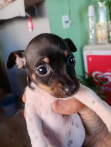 Pinscher fêmea preta e branca número 0
