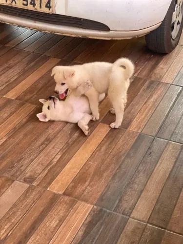 Vendo filhotes Akita Inu 2 machos 600 reais 