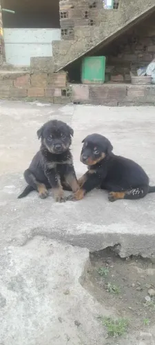 Filhotes de Rottweiler para venda