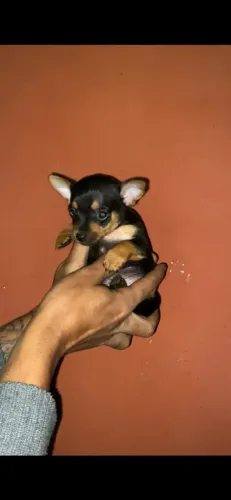 Pinscher zero