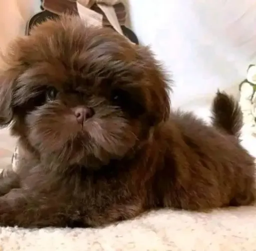Filhotes de Shih Tzu | Mini fofuras encantadoras