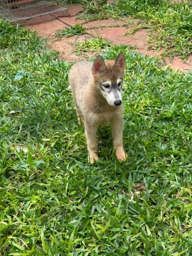 Husky siberiano valor promocional 