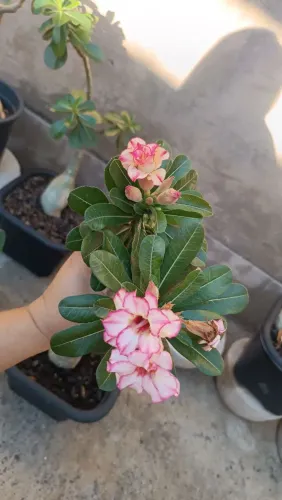 Rosa do deserto