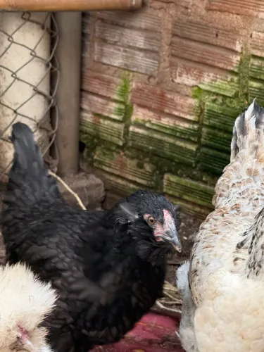 Casal de Galinha Araucana (Mapuche)