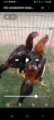 Frango índio 