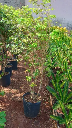 Jabuticaba híbrida 