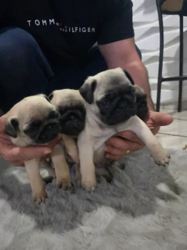 Filhotes de raça pug 3 macho e 1 fêmea disponivel 