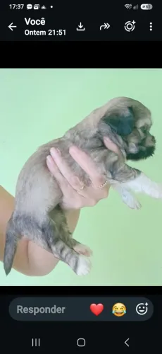 Vendo uma filhote de shitizu fêmea 