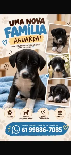 Cachorro macho filhote