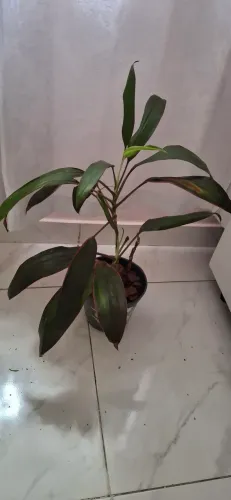Dracena vermelha 