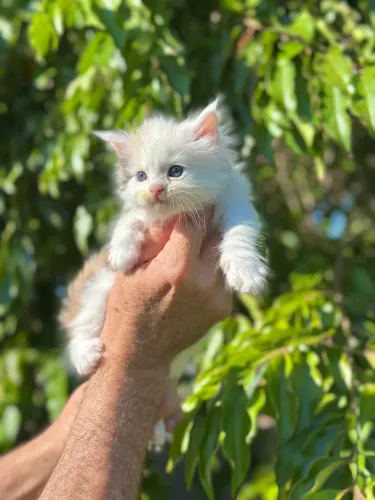 MAINE COON FEMEA TRICOLOR