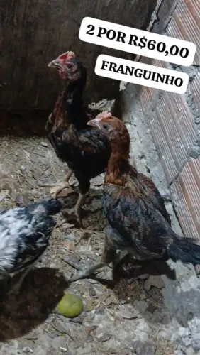 FRANGUINHOS 2 POR 
